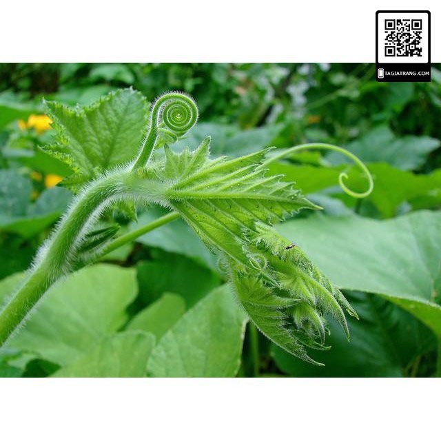 1KG Hạt giống bí siêu ngọn (bí siêu đọt)