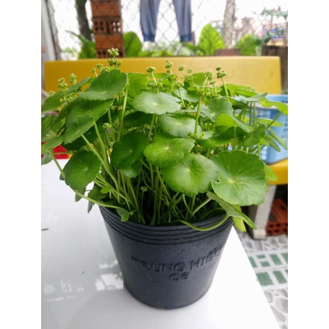Caykiengsadec - Cây cỏ đồng tiền tặng phân bón-trang trí nội thất cảnh quan sân vườn ngoài trời - hoa kiểng lá