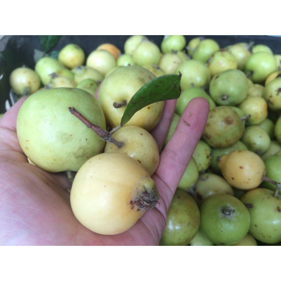 Táo mèo - Sơn Tra khô. 1kg. Đặc sản Sơn La | BigBuy360 - bigbuy360.vn