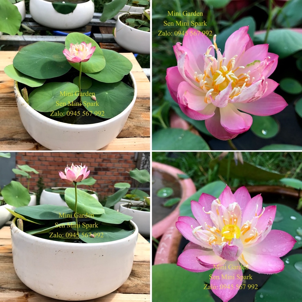 Củ Sen MiNi Nhật Hồng Bán Kép - Củ Sen Giống Ra Hoa Sau 30-40 Ngày Trồng