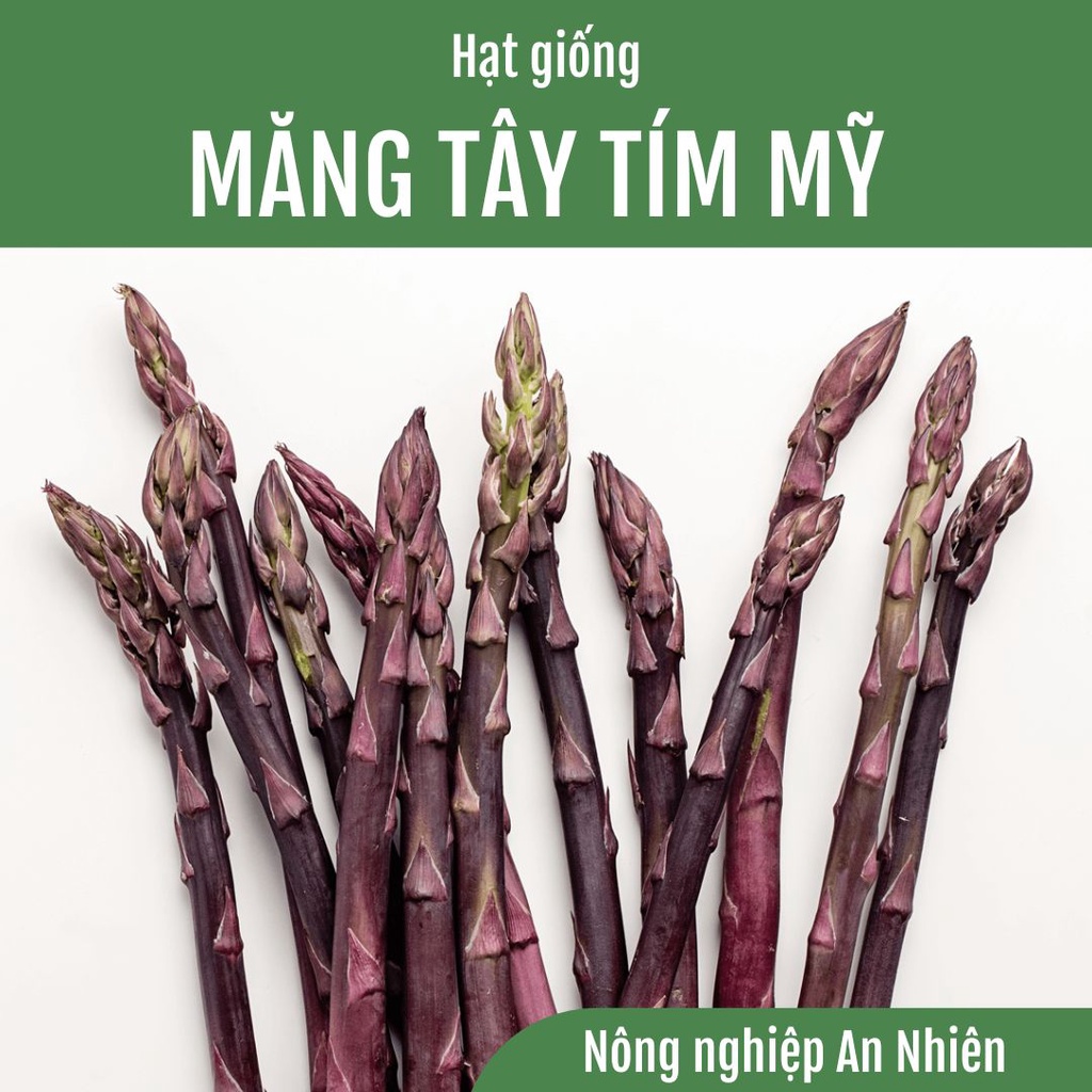 100 Hạt giống MĂNG TÂY TÍM LAI F1 – APURAS NHẬP KHẨU MỸ THÂN MẬP DỄ TRỒNG