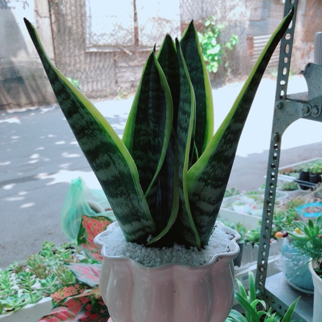 Chậu lưỡi hổ cao