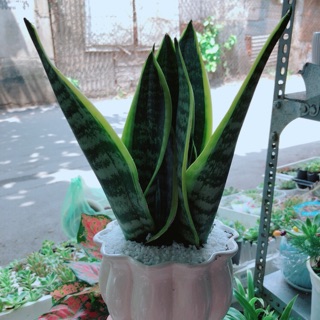 Chậu lưỡi hổ cao