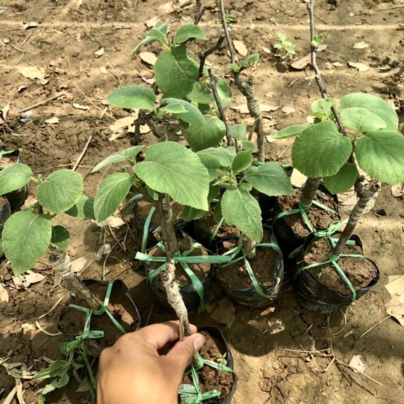 Cây kiwi - THẾ GIỚI HOA CÂY CẢNH - ra quả siêu sớm