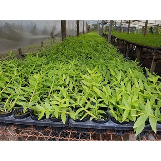Gỉa hạc Đài Loan
