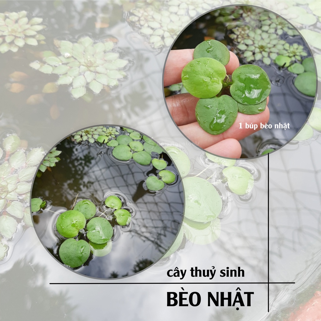 [Mã PET50K giảm Giảm 10% - Tối đa 50K đơn từ 250K] Bèo nhật - Cây thuỷ sinh nổi mặt nước