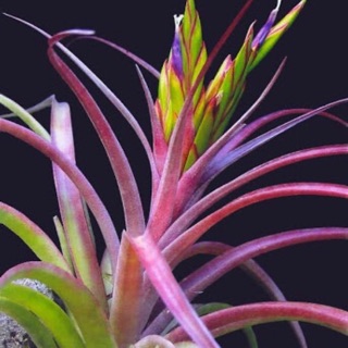 Cây không khí Tillandsia concolor x brachycaulos