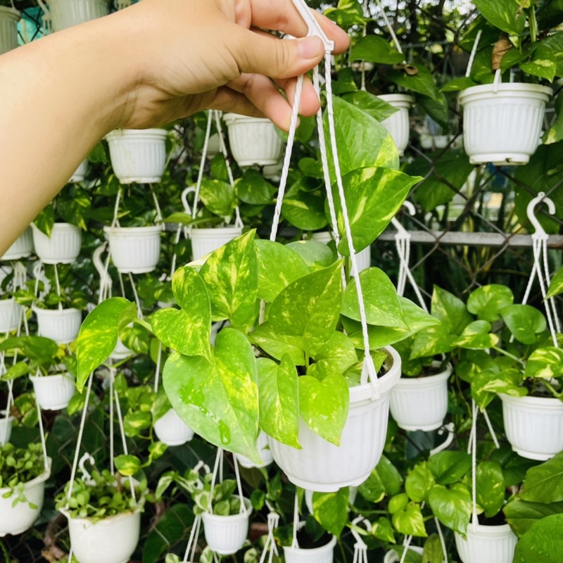 Trầu Bà Chậu Treo Mini Nhiều Loại