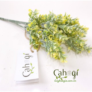 Cây Trang Trí - Cây Cỏ Sữa 30Cm