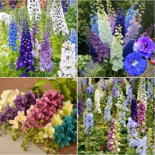 Hạt giống hoa phi yếu nhiều màu -gói 50 hạt