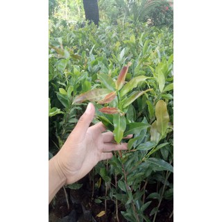 10 Chậu cây mai vàng con ( Cao 40 - 70cm )