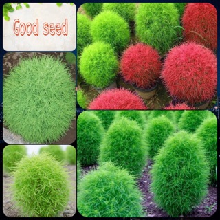 HẠT GIỐNG🌟CỎ ĐỔI MÀU🌟SIÊU ĐẸP
