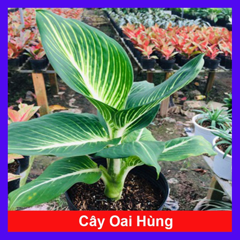 caykiengsadec - Cây Oai Hùng - Cây cảnh văn phòng + Tặng phân bón cho cây