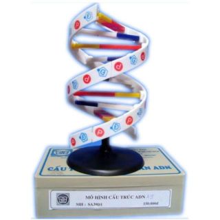 Mô Hình Cấu Trúc Không Gian ADN