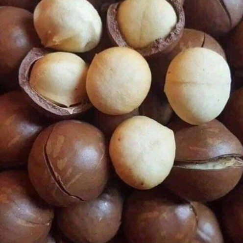 500g Hạt macca ĐăkLăk sấy nứt size to | BigBuy360 - bigbuy360.vn