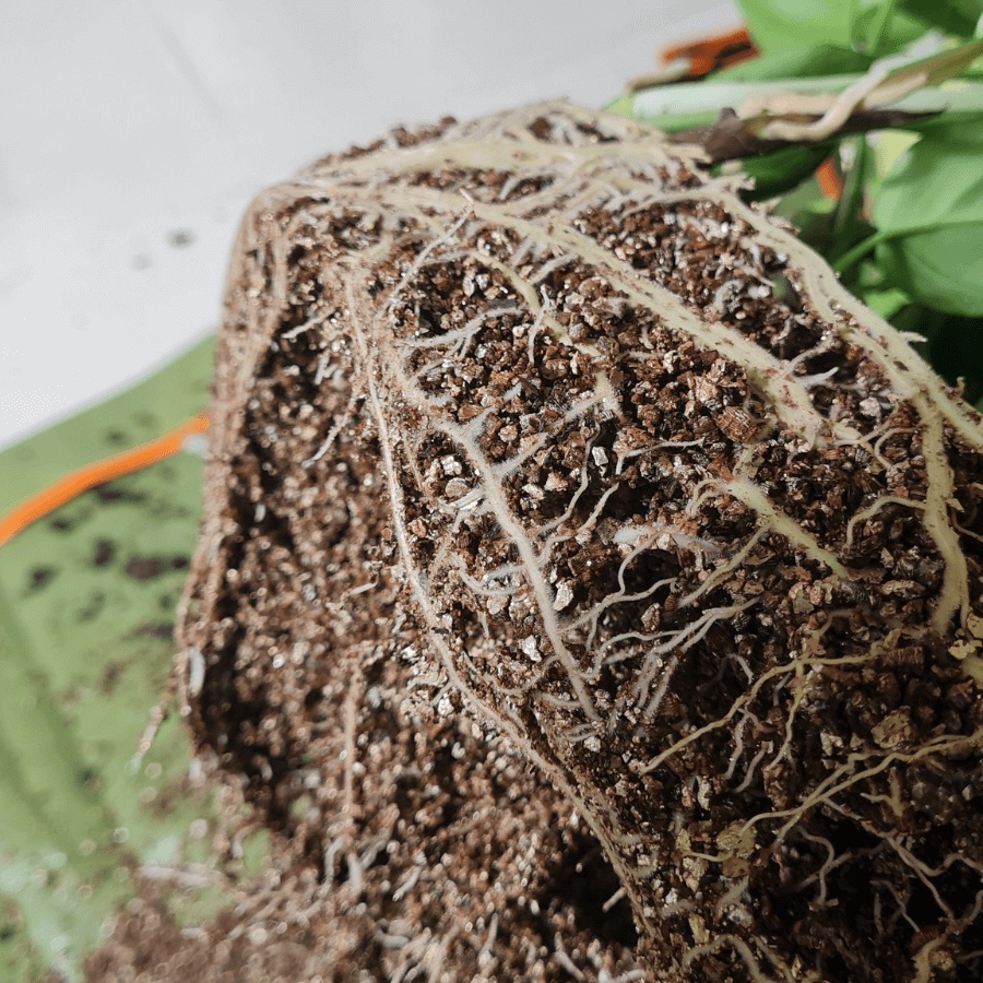 Đất trồng Vermiculite nhập khẩu loại khô, không nát, ươm và trồng cây, loại 1 kg