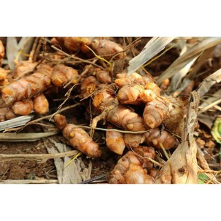 Tinh bột nghệ đỏ Hạnh Phúc 500gr