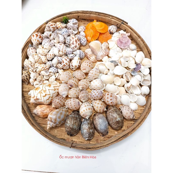 Bộ sưu tập 30 vỏ ốc biển ngẫu nhiên.Phụ kiện trang trí.OMH Biên Hòa.
