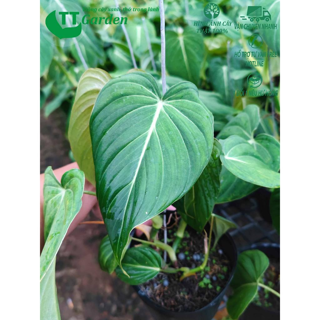 Philodendron Glorisosum cây giống đẹp, trồng trong nhà, trồng ngoài trời, trồng sân vườn, decor trang trí sân vườn