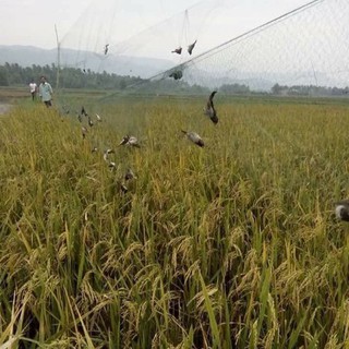 Lưới Bẫy Chim Cu Gáy 20M Cao 5m