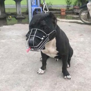 Rọ mõm chó inox đủ size