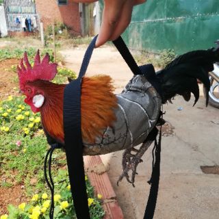 5 Túi đựng gà có 2 lỗ chân