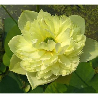  Hạt giống sen bạch diệp vàng ( gói 5 hạt )
