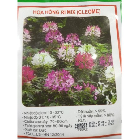 HẠT GIỐNG HOA HỒNG RI MIX (CLEOME)