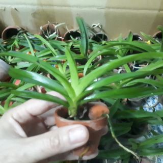 HOA LAN VANDA