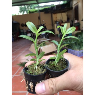 ⚡FLASH SALE⚡ Hoa lan phi điệp  5 ct cánh trắng