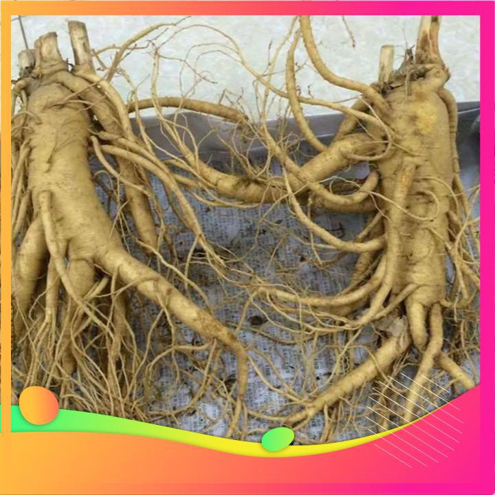 Hạt Giống Nhân Sâm Hàn Quốc - 4 Hạt  VIETGAR