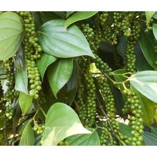 500gr- tiêu xanh nguyên chùm nhà trồng đảm bảo.