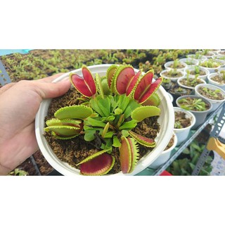 Hạt Giống Cây Ăn Thịt