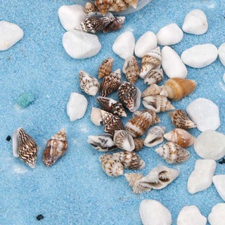 VỎ ỐC - VỎ TRỨNG VỤN (Seashell - Eggshell) | Nguyên liệu Witchcraft - Decor - Handmade | Ancient Magic by Ly Hỏa