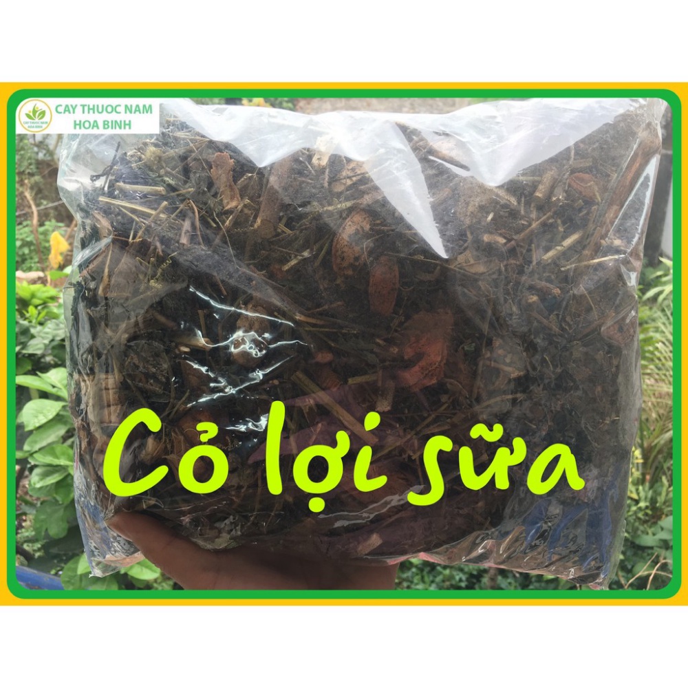 1kg cỏ lợi sữa sau sinh đã sao vàng thơm (gồm 9 vị thảo dược lợi sữa bổ khí huyết) -dltd