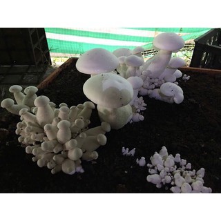 Combo 5 Phôi nấm Milky (Hoàng đế)-về trồng liền