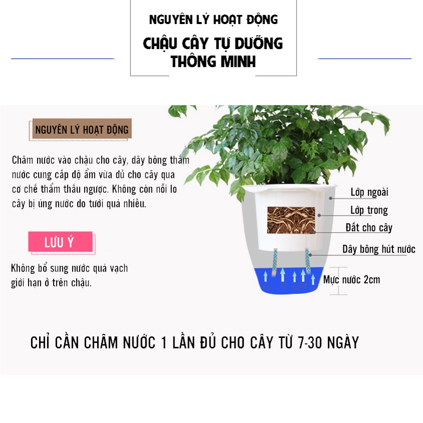 Chậu nhựa trồng cây thông minh tự tưới/thủy sinh/cây để bàn văn phòng/rộng 13 cao 14cm