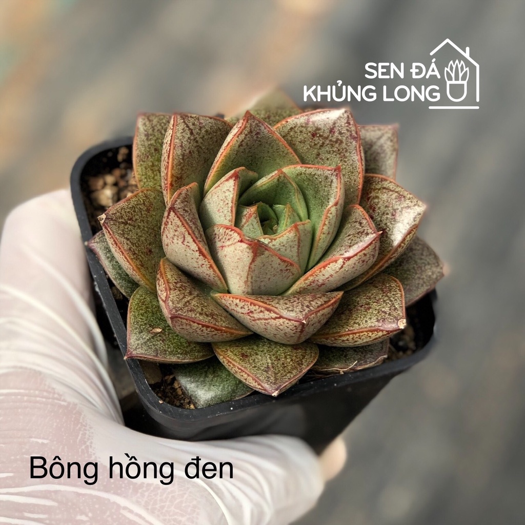 Sen đá Bông Hồng Đen - echeveria purpusorum