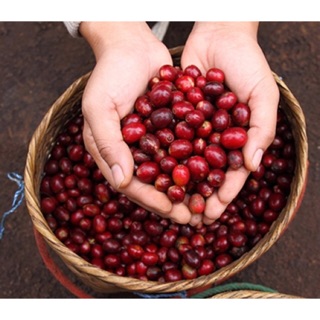 Cà phê hạt rang nguyên chất Đak Lak 5 kg