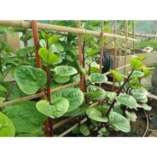 HẠT GIỐNG MỒNG TƠI ĐỎ