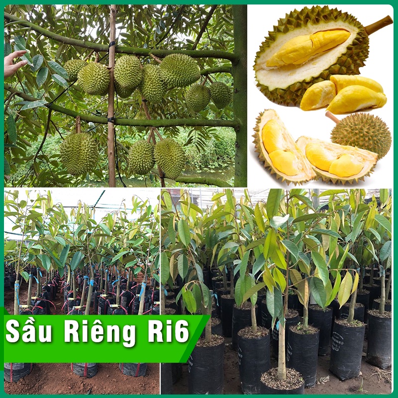 Cây Giống Sầu Riêng Ri6 cơm vàng hạt lép quả thơm ngọt dậy mùi đặ trưng cây giống bầu đất cao 50cm - 80cm chuẩn giống F1