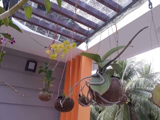 Combo 5 cái Gáo dừa trồng lan