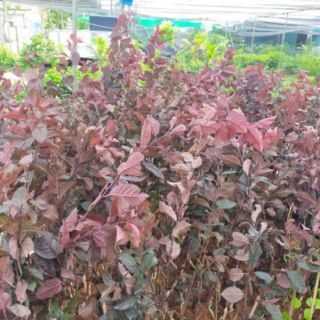 Cây giống mận đỏ