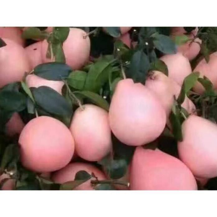 Cây Bưởi Đỏ Phúc Kiến: