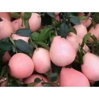 Cây Bưởi Đỏ Phúc Kiến: