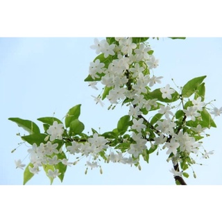Cây Mai chiếu thủy nguyên chậu sẵn hoa, trang trí vườn