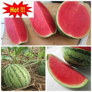 Hạt Giống Dưa Hấu Không Hạt - 10 Hạt