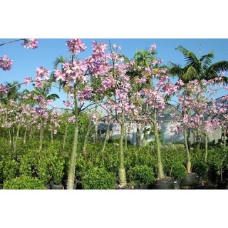 Cây giống Mỹ nhân( thân gỗ)