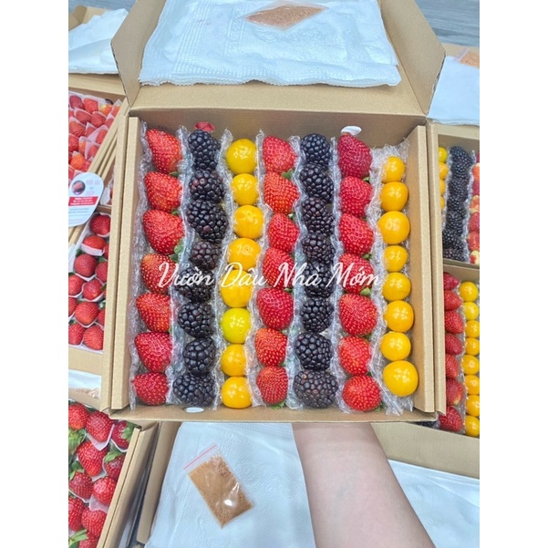 Dâu Nhật Sky -Phúc Bồn Tử và Thù Lù Nam Mỹ 🍓