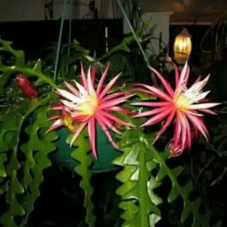 Quỳnh Mexico, quỳnh đỏ (nhánh đơn, cây nhiều nhánh)